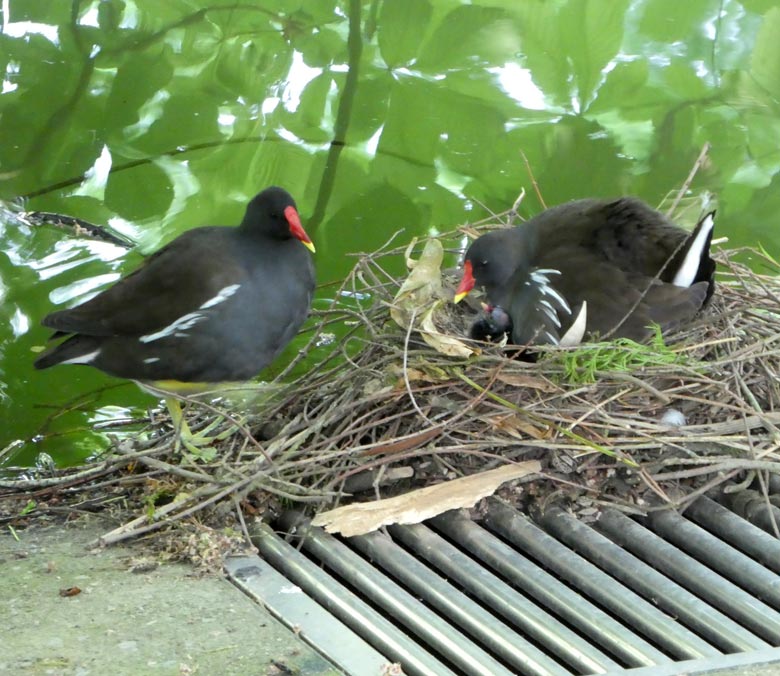 Grünfüßige Teichhühner mit Küken im Nest am 18. Mai 2018 im Grünen Zoo Wuppertal