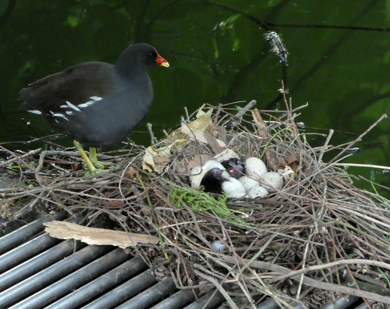 Grünfüßiges Teichhuhn mit Eiern und zwei Küken im Nest am 18. Mai 2018 im Zoologischen Garten der Stadt Wuppertal