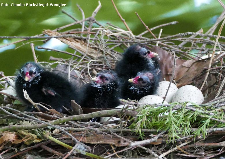 Grünfüßige Teichhuhn-Küken neben Eiern im Nest am 19. Mai 2018 im Grünen Zoo Wuppertal (Foto Claudia Böckstiegel-Wengler)