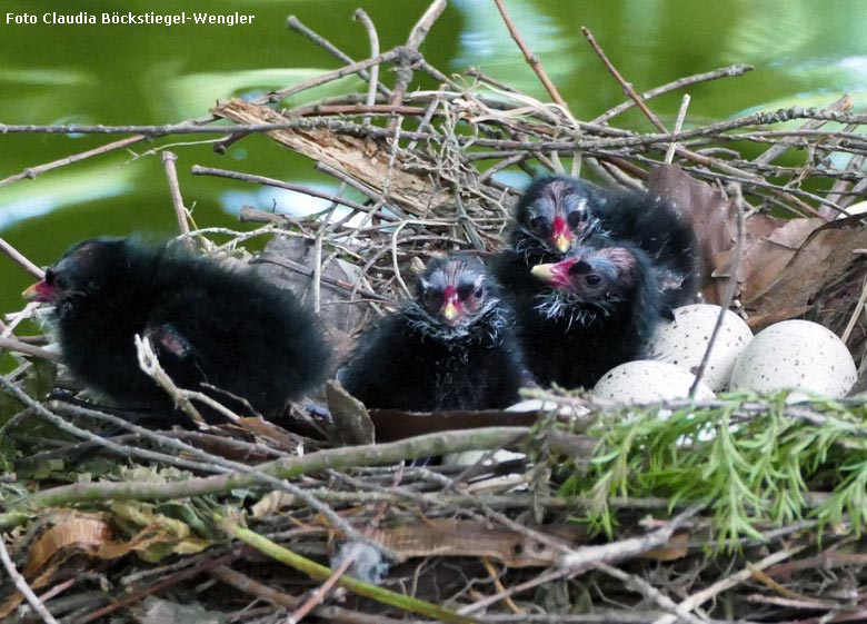 Grünfüßige Teichhuhn-Küken neben Eiern im Nest am 19. Mai 2018 im Zoo Wuppertal (Foto Claudia Böckstiegel-Wengler)