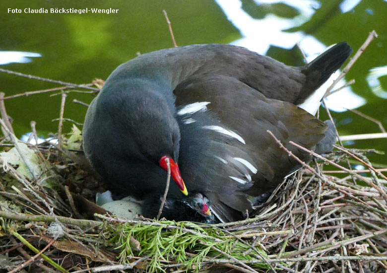 Grünfüßiges Teichhuhn mit Küken im Nest am 19. Mai 2018 im Zoologischen Garten der Stadt Wuppertal (Foto Claudia Böckstiegel-Wengler)