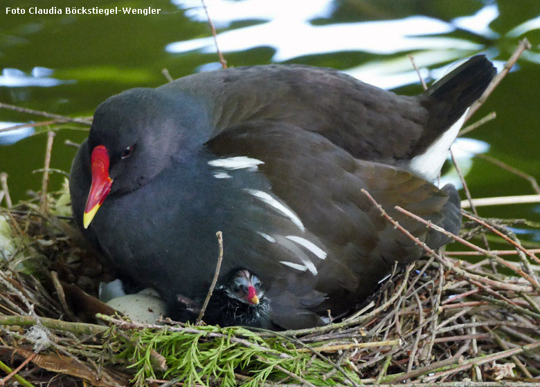 Grünfüßiges Teichhuhn mit Küken im Nest am 19. Mai 2018 im Wuppertaler Zoo (Foto Claudia Böckstiegel-Wengler)