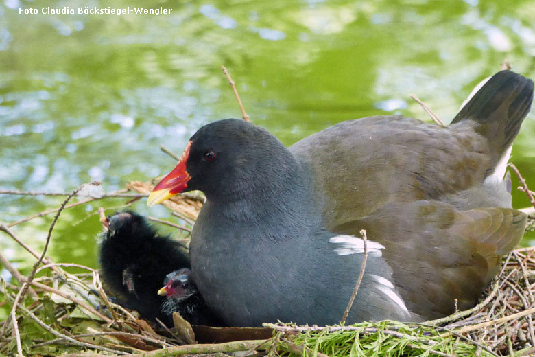 Grünfüßiges Teichhuhn mit Küken im Nest am 19. Mai 2018 im Grünen Zoo Wuppertal (Foto Claudia Böckstiegel-Wengler)