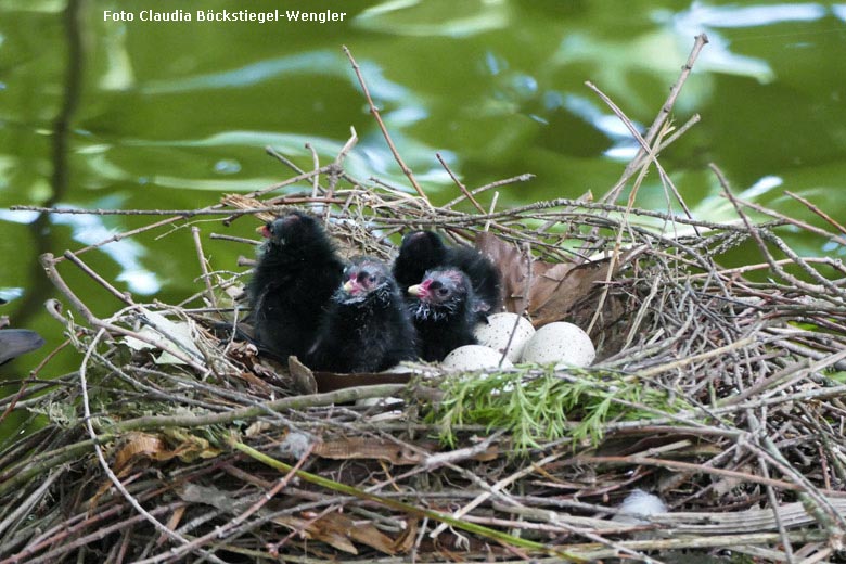Grünfüßige Teichhuhn-Küken neben Eiern im Nest am 19. Mai 2018 im Zoo Wuppertal (Foto Claudia Böckstiegel-Wengler)