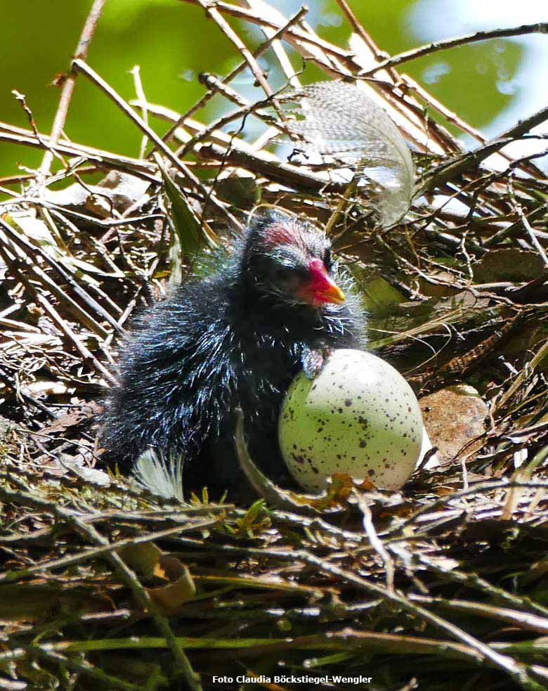 Grünfüßiges Teichhuhn-Küken im Nest am 26. Mai 2018 im Zoologischen Garten Wuppertal (Foto Claudia Böckstiegel-Wengler)