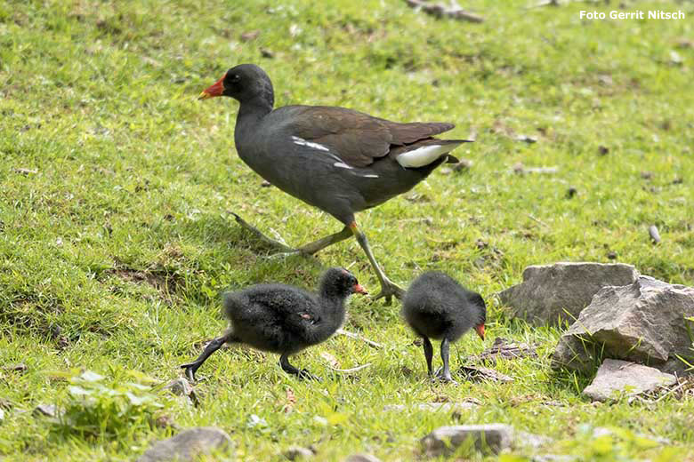 Teichhuhn mit Küken am 11. Juli 2020 auf der Patagonien-Anlage im Zoo Wuppertal (Foto Gerrit Nitsch)