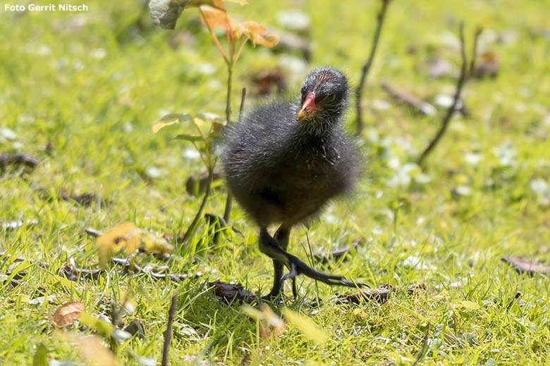 Teichhuhn-Küken am 11. Juli 2020 auf der Patagonien-Anlage im Wuppertaler Zoo (Foto Gerrit Nitsch)