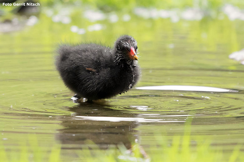 Teichhuhn-Küken am 11. Juli 2020 auf der Patagonien-Anlage im Zoologischen Garten Wuppertal (Foto Gerrit Nitsch)