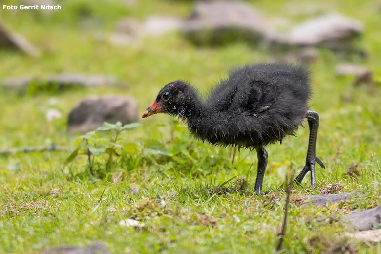 Teichhuhn-Küken am 18. Juli 2020 auf der Patagonien-Anlage im Grünen Zoo Wuppertal (Foto Gerrit Nitsch)