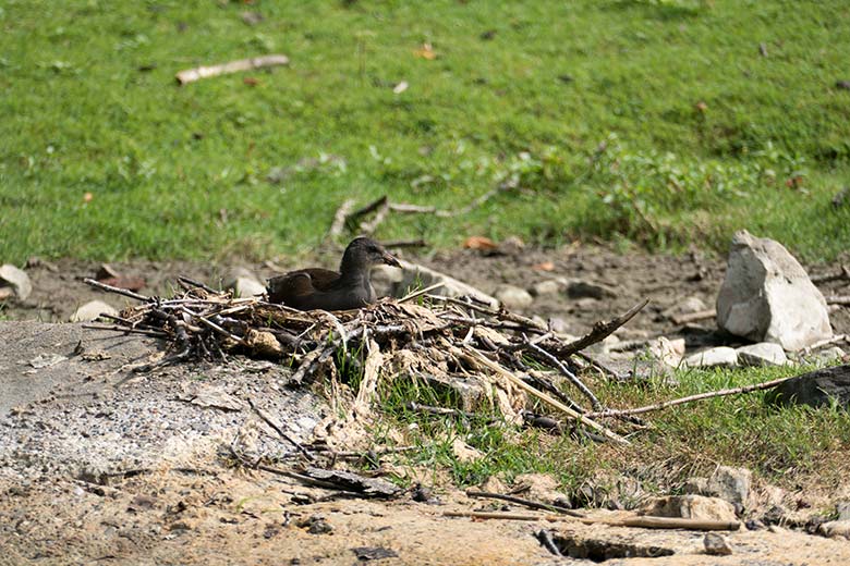 Brütendes Grünfüßiges Teichhuhn am 15. August 2020 auf der Patagonien-Anlage im Grünen Zoo Wuppertal