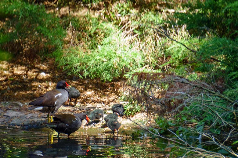 Grünfüßiges Teichhuhn-Paar mit Küken am 30. Juli 2022 am Rand des Teiches für Wassergeflügel im Zoologischen Garten Wuppertal