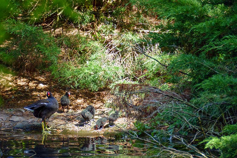 Grünfüßiges Teichhuhn mit Küken am 30. Juli 2022 am Rand des Teiches für Wassergeflügel im Zoo Wuppertal