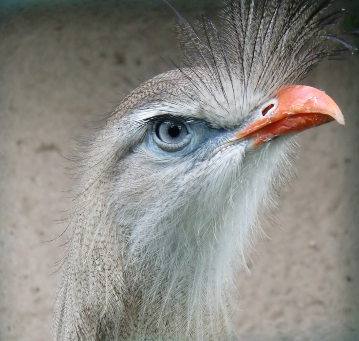 Rotfußseriema im Zoologischen Garten Wuppertal im Juni 2010