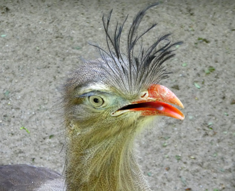 Rufende Rotfußseriema am 4. Mai 2018 auf der Außenanlage am Vogelhaus im Wuppertaler Zoo