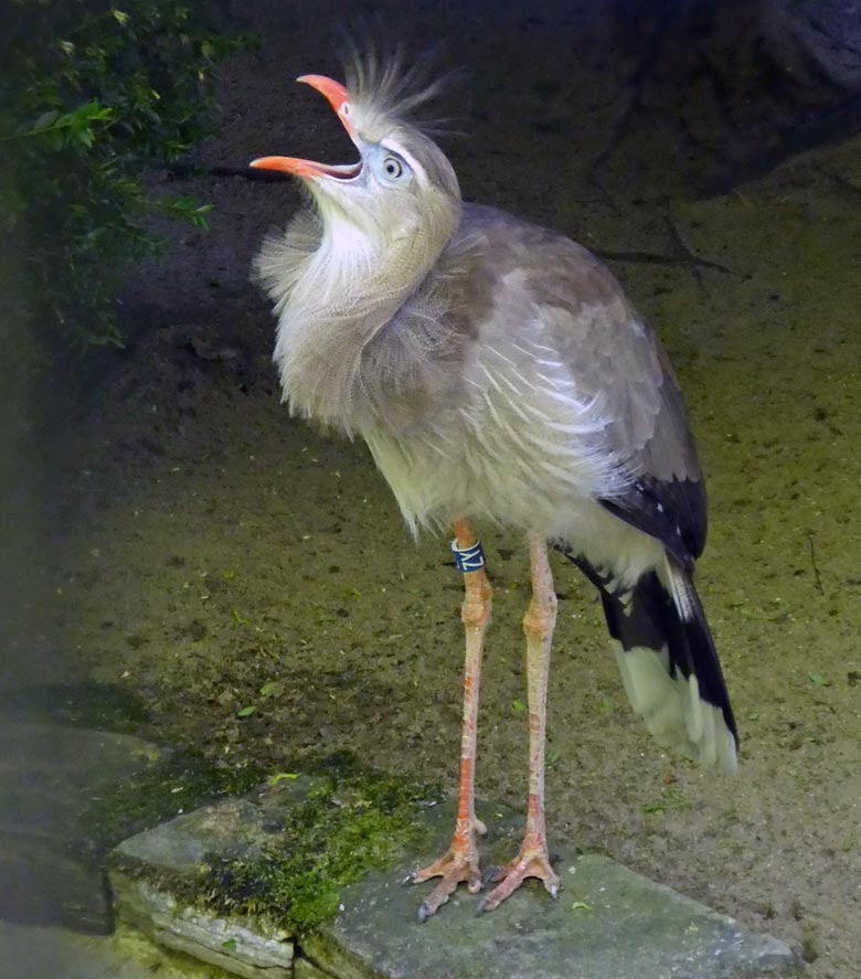 Rufende Rotfußseriema am 4. Mai 2018 auf der Außenanlage am Vogelhaus im Grünen Zoo Wuppertal