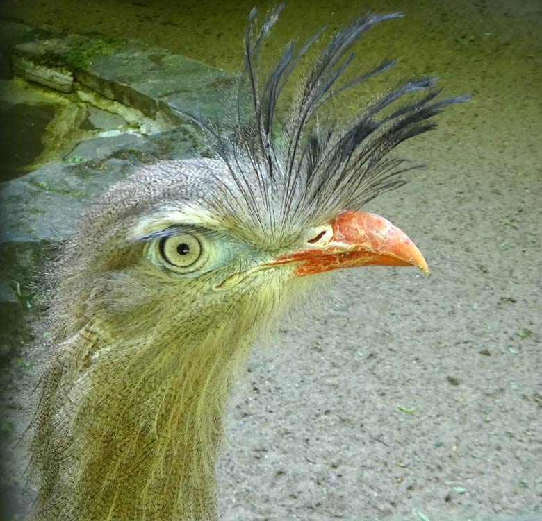 Rotfußseriema am 4. Mai 2018 auf der Außenanlage am Vogelhaus im Zoologischen Garten Wuppertal