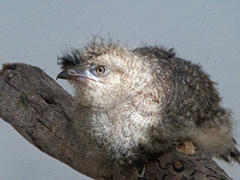 Seriema-Küken am 4. August 2019 im Greifvogel-Haus im Wuppertaler Zoo