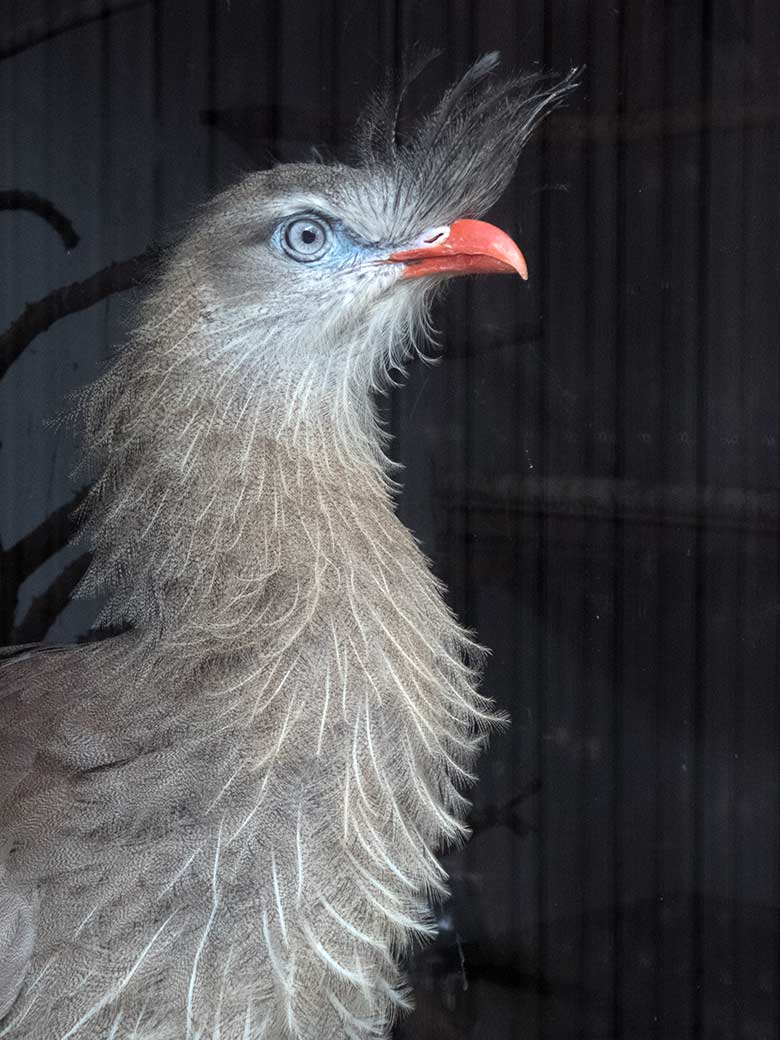 Weibliche Seriema GONZO am 6. August 2019 an der Scheibe im Greifvogel-Haus im Grünen Zoo Wuppertal