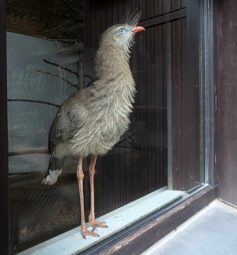 Weibliche Seriema GONZO am 6. August 2019 an der Scheibe im Greifvogel-Haus im Zoologischen Garten Wuppertal