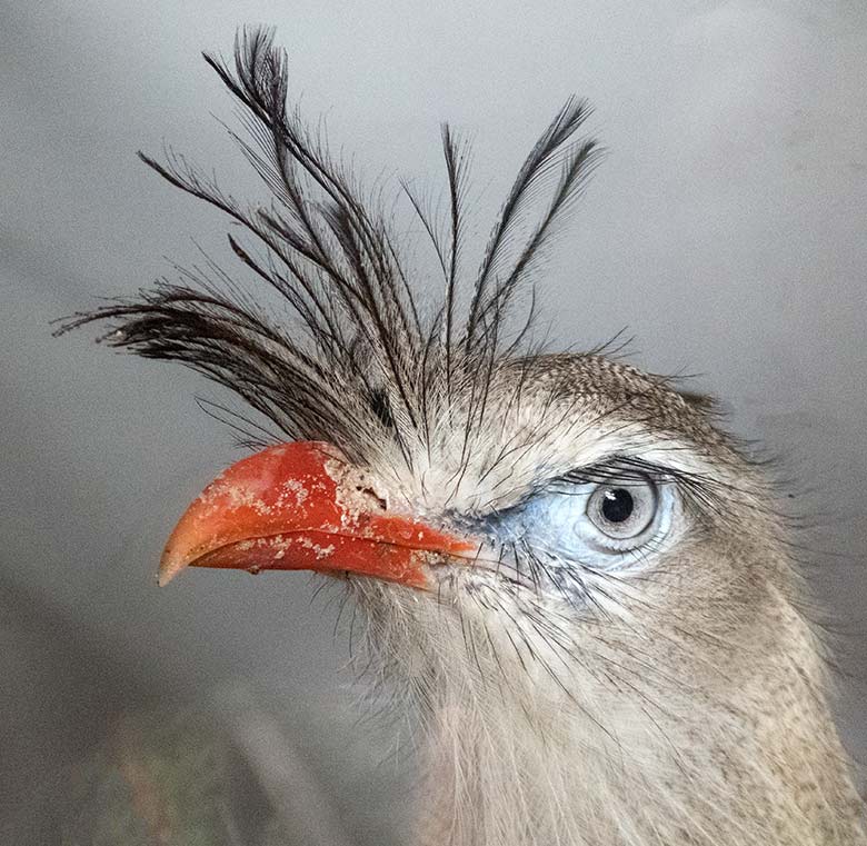 Rotfußseriema am 15. August 2019 im Greifvogel-Haus im Grünen Zoo Wuppertal