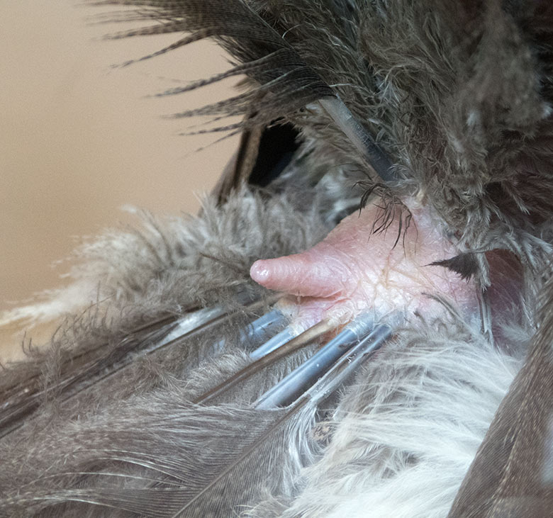 Bürzeldrüse beim Rotfußseriema am 26. August 2019 im Greifvogel-Haus im Zoologischen Garten Wuppertal