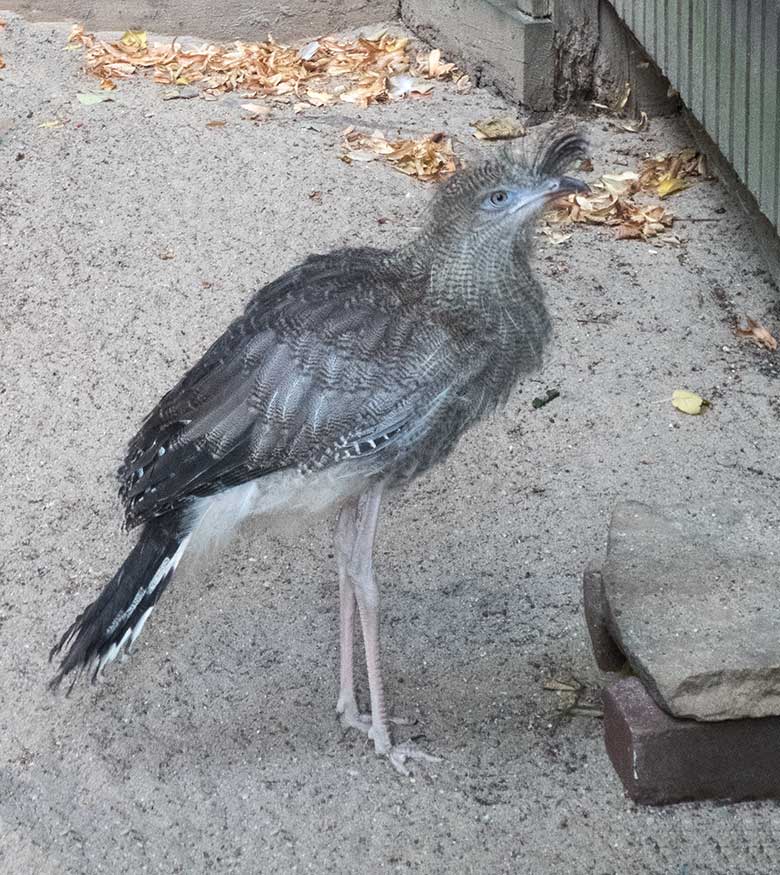 Seriema-Jungtier am 5. September 2019 in der Außenvoliere am Greifvogel-Haus im Grünen Zoo Wuppertal