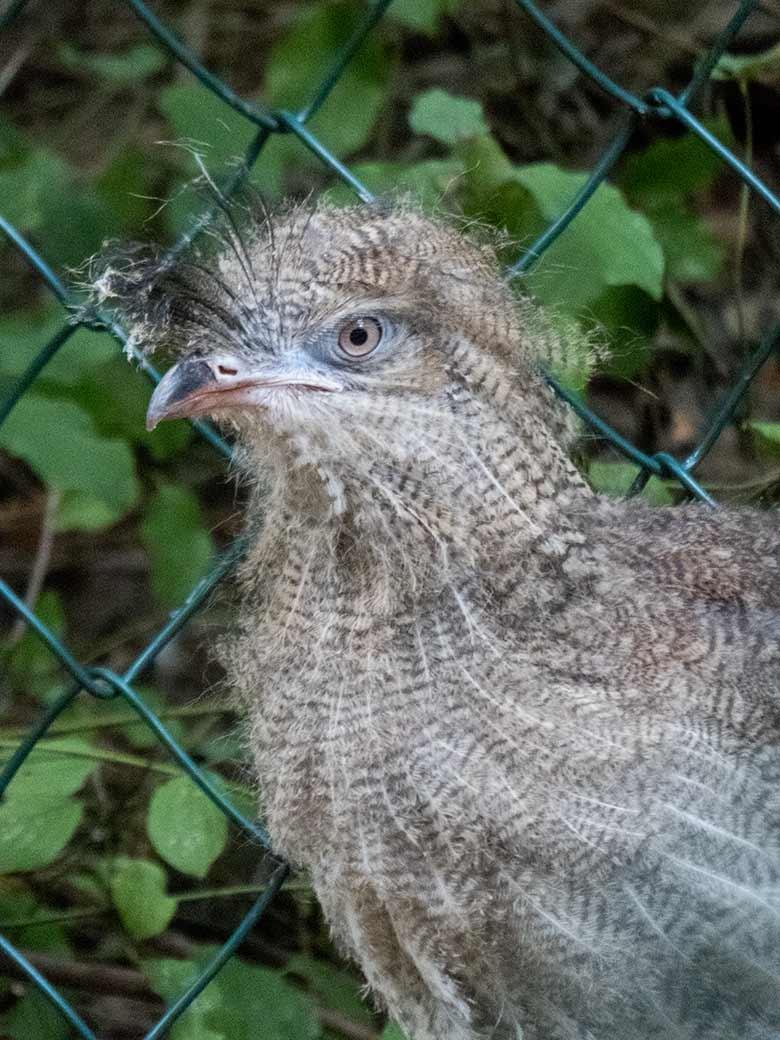 Seriema-Jungtier am 5. September 2019 in der Außenvoliere am Greifvogel-Haus im Zoo Wuppertal