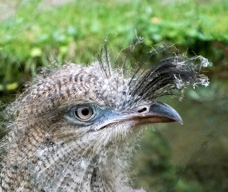 Seriema-Jungtier am 5. September 2019 in der Außenvoliere am Greifvogel-Haus im Zoologischen Garten Wuppertal