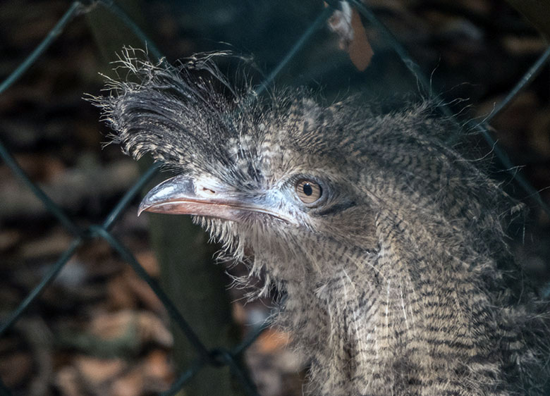 Seriema-Jungtier am 6. September 2019 in der Außenvoliere am Greifvogel-Haus im Zoologischen Garten Wuppertal