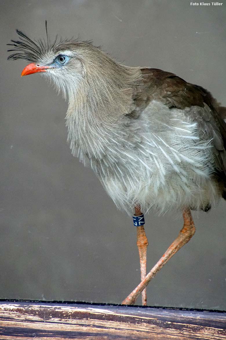 Seriema am 11. Januar 2020 an der Glasscheibe im Greifvogel-Haus im Grünen Zoo Wuppertal (Foto Klaus Tüller)