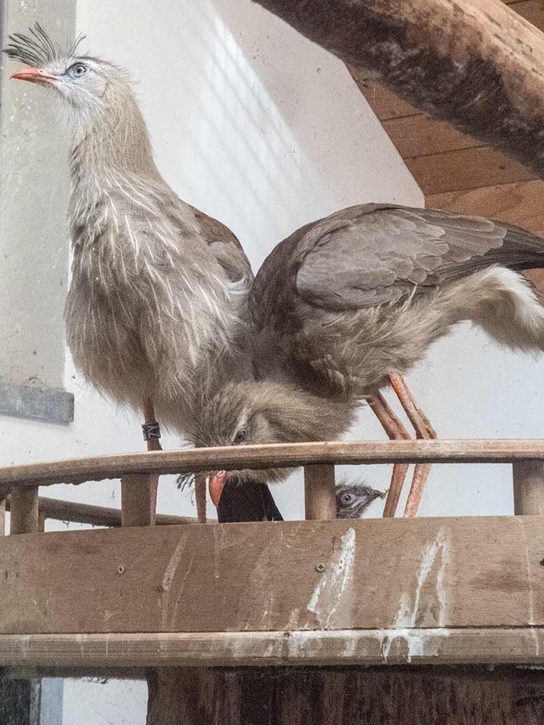 Seriema-Paar mit Jungvogel am 20. Juli 2020 im Greifvogel-Haus im Grünen Zoo Wuppertal