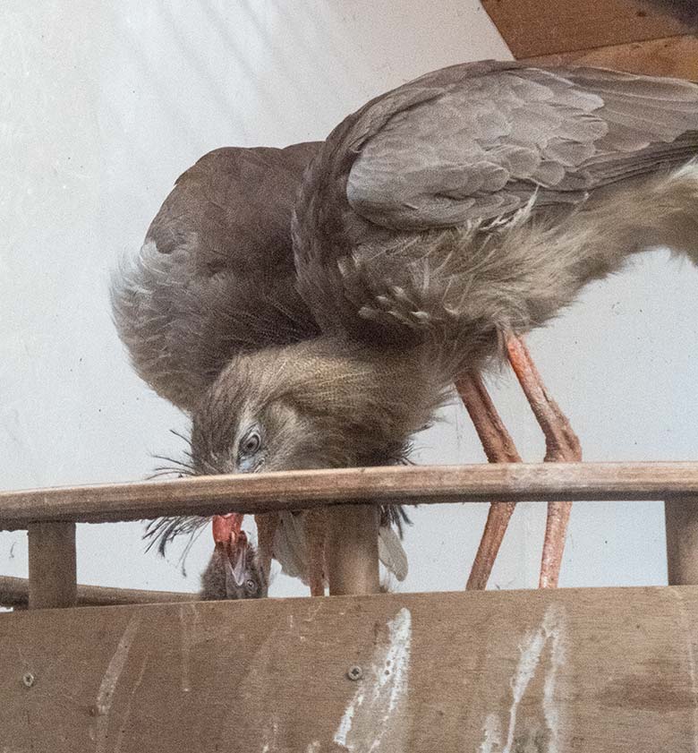 Seriema-Paar mit Jungvogel am 20. Juli 2020 im Greifvogel-Haus im Grünen Zoo Wuppertal