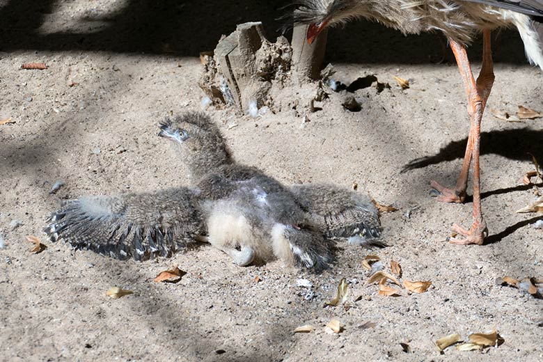 Sonnenbadendes Rotfußseriema-Jungtier am 5. August 2020 in der Greifvogel-Voliere im Zoologischen Garten Wuppertal