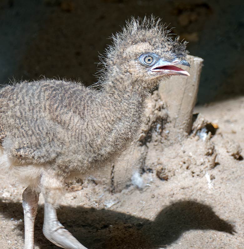 Rotfußseriema-Jungtier am 5. August 2020 in der Greifvogel-Voliere im Wuppertaler Zoo