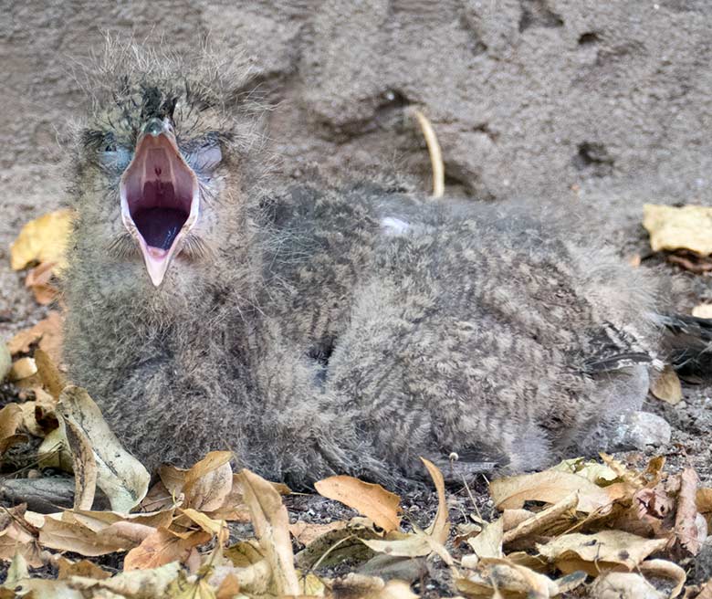 Rotfußseriema-Jungtier am 5. August 2020 in der Greifvogel-Voliere im Zoologischen Garten Wuppertal