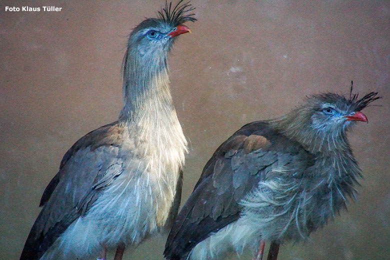 Rotfußseriema-Paar am 6. September 2020 im Zoo Wuppertal (Foto Klaus Tüller)