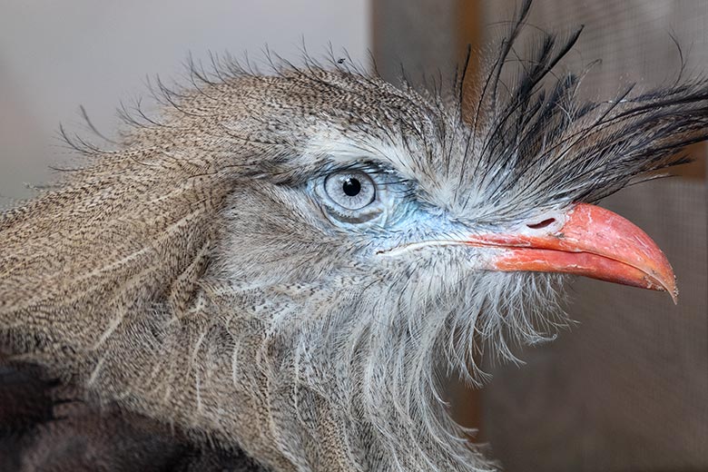 Adulte Rotfußseriema am 25. September 2020 an der Scheibe im Greifvogel-Haus im Grünen Zoo Wuppertal