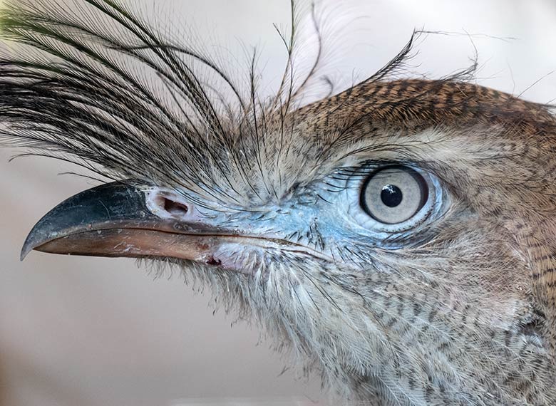 Junge Rotfußseriema am 25. September 2020 an der Scheibe im Greifvogel-Haus im Wuppertaler Zoo