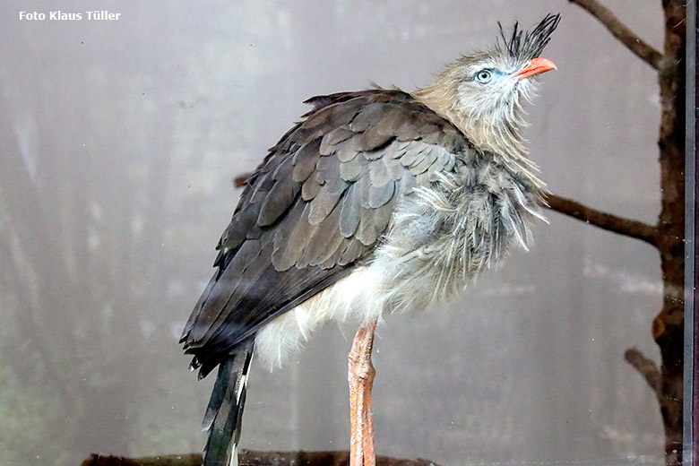 Adulter Rotfußseriema am 30. September 2020 in der Greifvogel-Voliere im Grünen Zoo Wuppertal (Foto Klaus Tüller)