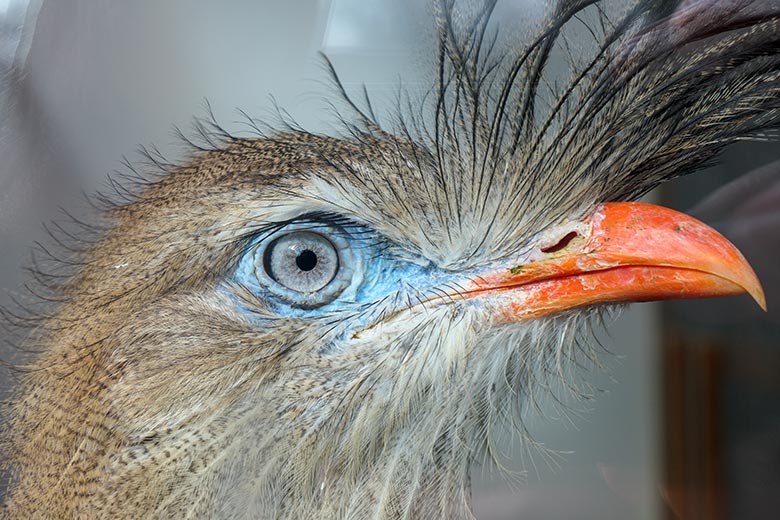 Rotfußseriema am 17. März 2021 hinter der Scheibe im Greifvogel-Haus im Wuppertaler Zoo