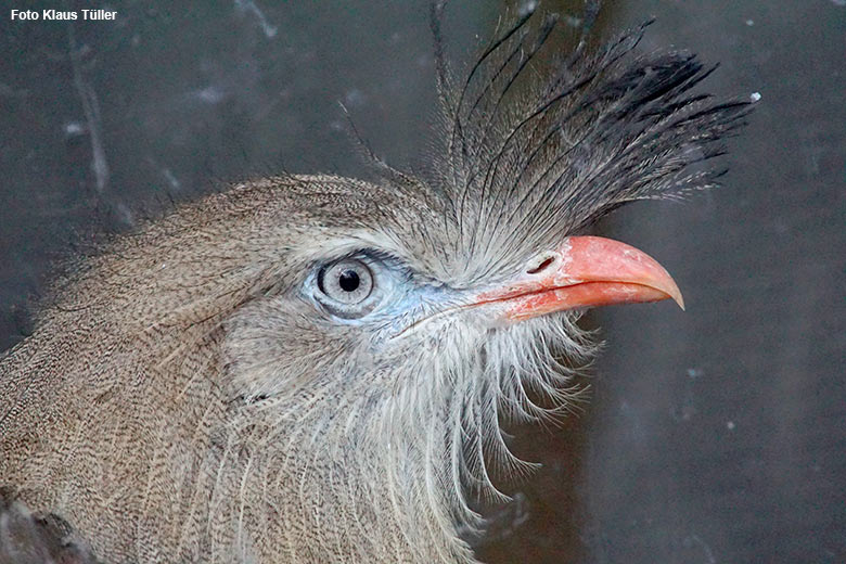 Rotfußseriema am 19. März 2021 hinter der Scheibe im Greifvogel-Haus im Grünen Zoo Wuppertal (Foto Klaus Tüller)