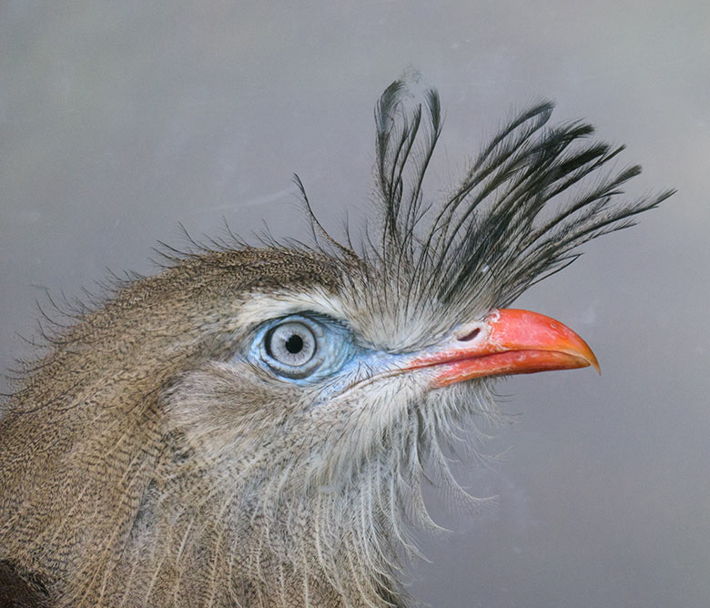 Rotfußseriema am 20. Mai 2021 hinter der Glasscheibe im Greifvogel-Haus im Zoologischen Garten Wuppertal