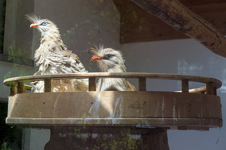 Rotfußseriema-Paar am 31. Mai 2021 auf dem Nest im Greifvogel-Haus im Grünen Zoo Wuppertal