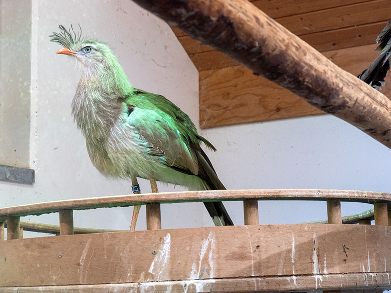 Rotfußseriema im Nest am 1. Juni 2021 im Greifvogel-Haus im Zoologischen Garten Wuppertal