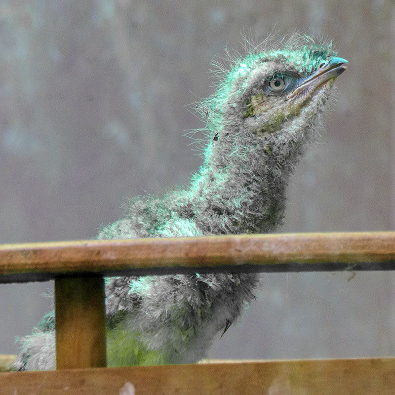 Rotfußseriema-Küken am 23. Juni 2021 im Nest im Greifvogel-Haus im Zoologischen Garten Wuppertal