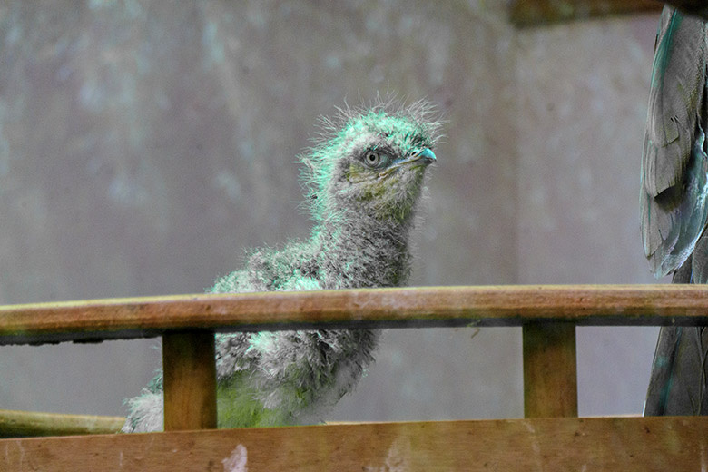 Rotfußseriema-Küken am 23. Juni 2021 im Nest im Greifvogel-Haus im Wuppertaler Zoo