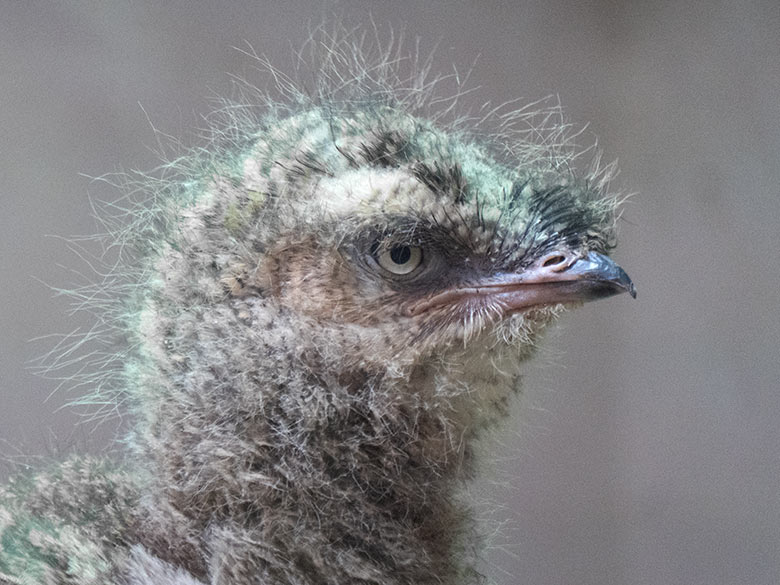 Rotfußseriema-Küken am 29. Juni 2021 im Nest im Greifvogel-Haus im Zoologischen Garten Wuppertal