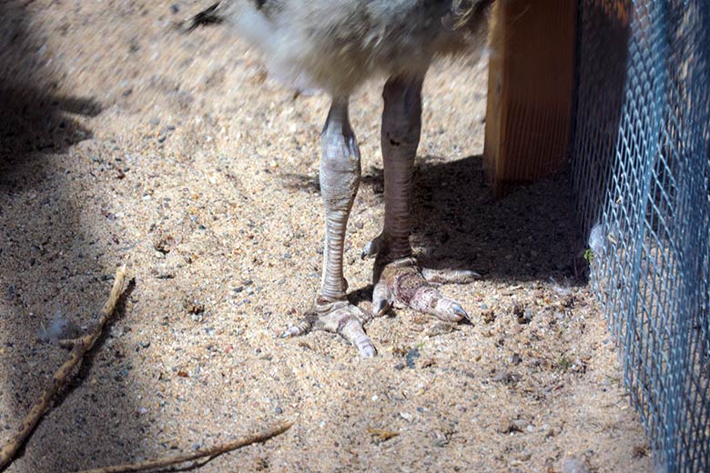 Lädierte Beine des Rotfußseriema-Küken am 3. Juli 2021 auf dem Boden im Greifvogel-Haus im Zoologischen Garten Wuppertal