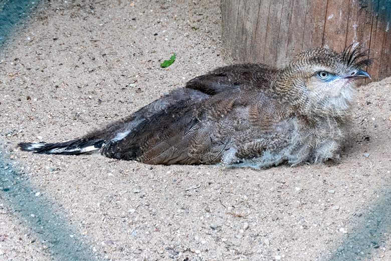 Männliches Rotfußseriema-Jungtier am 1. August 2021 in der linken Außenvoliere am Greifvogel-Haus im Wuppertaler Zoo