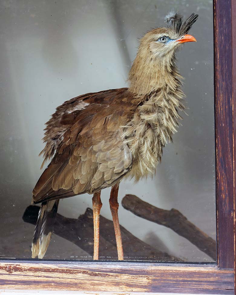 Weiblicher Rotfußseriema GONZO am 30. August 2021 hinter der Scheibe im Greifvorgel-Haus im Zoologischen Garten Wuppertal